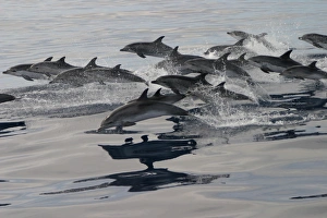 Pod of Atlantic spotted dolphins porpoising at surface (Stenella frontalis) Azores Pod of Atlantic spotted dolphins porpoising at surface (Stenella frontalis) Azores