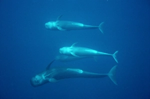 Pod of Short finned pilot whales underwater (Globicephala macrorhynchus) Tenerife Pod of Short finned pilot whales underwater (Globicephala macrorhynchus) Tenerife