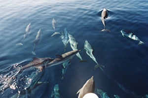 Pod of Striped dolphins (Stenella coeruleoabla) seen through surface of calm Pod of Striped dolphins (Stenella coeruleoabla) seen through surface of calm
