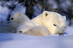 Polar Bear cubs snuggled and resting on mothers body, Ursus maritimus, taiga, Churchill, Manitoba, Hudson Bay, Canada Polar Bear cubs snuggled and resting on mothers body, Ursus maritimus, taiga, Churchill, Manitoba, Hudson Bay, Canada