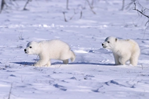 Polar Bear cubs (Ursus maritimus) running on open snow, Churchill, Manitoba, Hudson Bay, Canada Polar Bear cubs (Ursus maritimus) running on open snow, Churchill, Manitoba, Hudson Bay, Canada