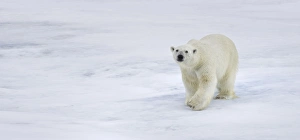 Polar Bear. Longyearbyen, Nordaustlandet, South Severn Is, Svalbard, Norway Polar Bear. Longyearbyen, Nordaustlandet, South Severn Is, Svalbard, Norway