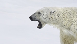 Polar Bear. Longyearbyen, Nordkappsundet, Nordaustlandet, , Svalbard, Norway Polar Bear. Longyearbyen, Nordkappsundet, Nordaustlandet, , Svalbard, Norway