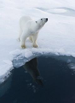 Polar Bear. Longyearbyen, Svalbard, Norway (rr) Polar Bear. Longyearbyen, Svalbard, Norway (rr)