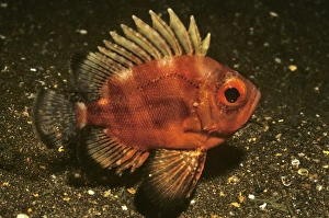 Popeye catalufa. (Paseudopriacanthus serrula). Tagus Cove, Isabela Island Popeye catalufa. (Paseudopriacanthus serrula). Tagus Cove, Isabela Island