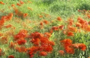 S049 Collection: Poppies blowing in the wind in a field in Norfolk, UK
