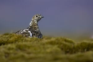 Ptarmigan (Lagopus mutus) female sitting hidden in long grass, in summer and winter plumage. Highlands, Scotland