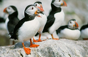 Puffins on the Farne Islands Northumberland UK. These comical seabirds are reducing in numbers as global warming is Puffins on the Farne Islands Northumberland UK. These comical seabirds are reducing in numbers as global warming is
