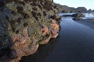 Purple ochre sea star, Pisaster ochraceus, at Lone Ranch Beach, Oregon, USA Purple ochre sea star, Pisaster ochraceus, at Lone Ranch Beach, Oregon, USA