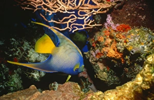 Queen Angelfish (Holacanthus ciliaris). Brightly coloured adult swimming against a coral background, Cozumel, Mexico Queen Angelfish (Holacanthus ciliaris). Brightly coloured adult swimming against a coral background, Cozumel, Mexico