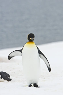 A very rare sighting of a lone adult king penguin (Aptenodytes patagonicus) A very rare sighting of a lone adult king penguin (Aptenodytes patagonicus)