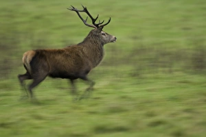 Red Deer (Cervus elaphus) running, taken with slow shutter speed to give sense of movement and speed Red Deer (Cervus elaphus) running, taken with slow shutter speed to give sense of movement and speed