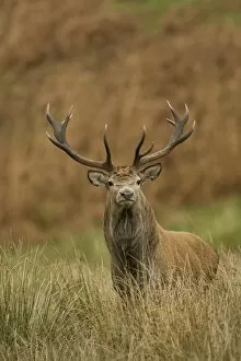 Red Deer (Cervus elaphus) stag standing in long grass. Isle of Mull, Argyll, Scotland, UK