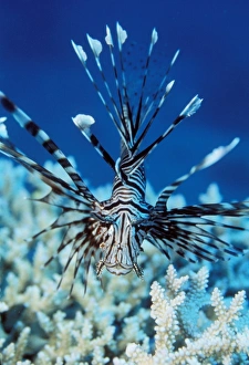 Red Firefish (Pterois volitans). Indo Pacific Red Firefish (Pterois volitans). Indo Pacific