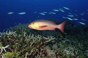 Red snapper, Lutjanus Bohar, swims over coral reef, Rongelap, Marshall Islands, Micronesia Red snapper, Lutjanus Bohar, swims over coral reef, Rongelap, Marshall Islands, Micronesia