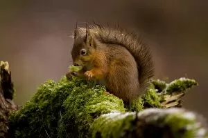 Red Squirrel (Sciurus vulgaris) sitting on mossy branch. Loch Awe, nr Oban, Scotland, UK