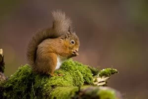Red Squirrel (Sciurus vulgaris) sitting on mossy branch eating nut. Loch Awe, nr Oban, Scotland, UK