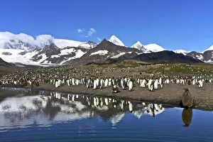 Reflected sunlight on king penguin (Aptenodytes patagonicus) breeding and nesting colonies on South Georgia Island