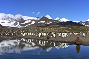 Reflected sunlight on king penguin (Aptenodytes patagonicus) breeding and nesting colonies on South Georgia Island Reflected sunlight on king penguin (Aptenodytes patagonicus) breeding and nesting colonies on South Georgia Island