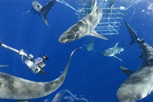 Remote underwater video camera records cage diving with Galapagos sharks, Carcharhinus galapagensis, North shore, Oahu Remote underwater video camera records cage diving with Galapagos sharks, Carcharhinus galapagensis, North shore, Oahu