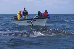 Researchers placing satellite tag on adult California Gray Whale (Eschrichtius robustus) Researchers placing satellite tag on adult California Gray Whale (Eschrichtius robustus)