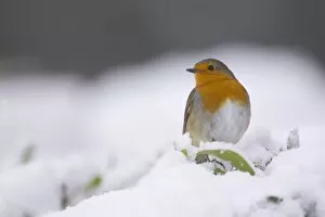 Robin (Erithacus rubecula) perched on a leaf covered in snow. highlands, Scotland, UK