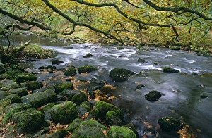 Rocky woodland stream with overhanging oak tree (Quercus robur). Near Grasmere, Cumbria, UK Rocky woodland stream with overhanging oak tree (Quercus robur). Near Grasmere, Cumbria, UK