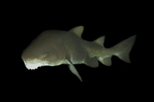 Sand tiger shark, Carcharias taurus, with protruding teeth; found in warm seas worldwide Sand tiger shark, Carcharias taurus, with protruding teeth; found in warm seas worldwide