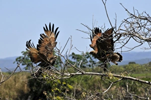 Savanna hawk, Heterospizias meridionalis, charging at each other, Miranda, Pantanal Savanna hawk, Heterospizias meridionalis, charging at each other, Miranda, Pantanal