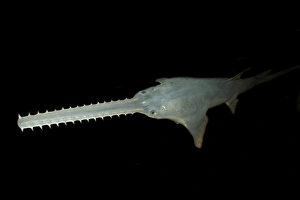 Sawfish, Pristis pectinatus, preserved specimen, Amazon River Basin, Amazonas, Brazil Sawfish, Pristis pectinatus, preserved specimen, Amazon River Basin, Amazonas, Brazil