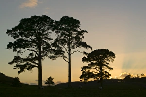 Scots Pine trees at sunset in Wasdale Lake District UK Scots Pine trees at sunset in Wasdale Lake District UK