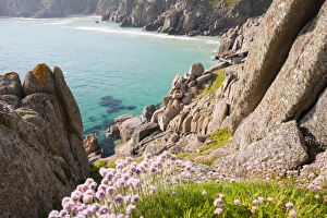 Sea Pinks flowering on Logan rock headland at porthcurno in Cornwall, UK Sea Pinks flowering on Logan rock headland at porthcurno in Cornwall, UK
