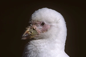 Sheathbill head. (Chionis alba). Gonzales Videla Research Station, Antarctica Sheathbill head. (Chionis alba). Gonzales Videla Research Station, Antarctica