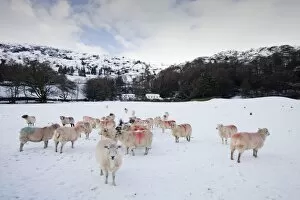 Images Dated 23rd January 2009: Sheep in a field in Grasmere in the Lake District National Park UK in snow