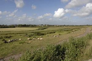 Sheep grazing, Newport Wetlands National Nature Reserve, Newport, Wales, UK, Europe Sheep grazing, Newport Wetlands National Nature Reserve, Newport, Wales, UK, Europe