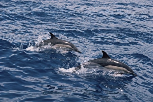 Short-beaked Common Dolphin (Delphinus delphis). Azores Short-beaked Common Dolphin (Delphinus delphis). Azores