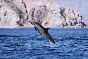 Short-beaked common dolphin leaping in Bahia de los Angeles, Mexico Short-beaked common dolphin leaping in Bahia de los Angeles, Mexico