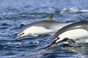 Short-beaked common dolphin pair (Delphinus delphis) leaping next to each other off Short-beaked common dolphin pair (Delphinus delphis) leaping next to each other off