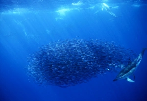 Short-beaked Common Dolphins (Delphinus delphis) attacking a Bait Ball Short-beaked Common Dolphins (Delphinus delphis) attacking a Bait Ball