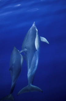 Short-beaked Common Dolphins (Delphinus delphis) mother and calf Short-beaked Common Dolphins (Delphinus delphis) mother and calf