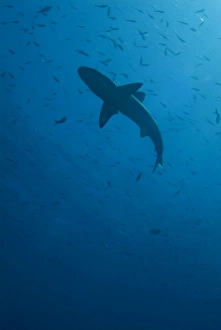 Silhouette of Galapagos shark - Carcharhinus galapagensis. Galapagos, Pacific Ocean Silhouette of Galapagos shark - Carcharhinus galapagensis. Galapagos, Pacific Ocean