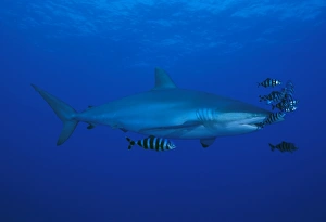 Silky shark with pilot fish (Carcharhinus falcicormis). Red Sea Silky shark with pilot fish (Carcharhinus falcicormis). Red Sea
