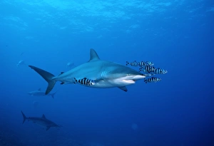 Silky shark with pilot fish (Carcharhinus falciformis). Red Sea Silky shark with pilot fish (Carcharhinus falciformis). Red Sea