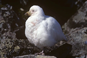Single sheathbill fluffed up. (Chionis alba). Harmony Cove, Nelson Island, Antarctica Single sheathbill fluffed up. (Chionis alba). Harmony Cove, Nelson Island, Antarctica