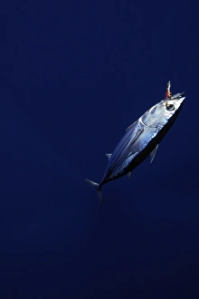 Skipjack tuna hooked in fishing line, Katsuwonus pelamis, Kailua-Kona, Hawaii (rr) Skipjack tuna hooked in fishing line, Katsuwonus pelamis, Kailua-Kona, Hawaii (rr)