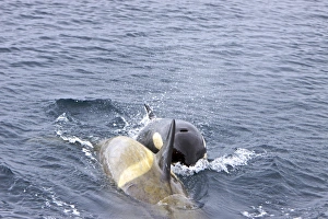 A small pod of about 12 Type B Orca (Orcinus nanus) encountered in Southern Gerlache A small pod of about 12 Type B Orca (Orcinus nanus) encountered in Southern Gerlache