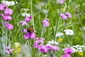 A small tortoiseshell butterfly in a wildflower meadow in Zermatt Switzerland A small tortoiseshell butterfly in a wildflower meadow in Zermatt Switzerland