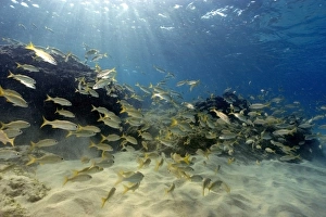 Smallmouth grunts, Haemulon chrysargyreum, schooling, Fernando de Noronha, Pernambuco, Brazil Smallmouth grunts, Haemulon chrysargyreum, schooling, Fernando de Noronha, Pernambuco, Brazil