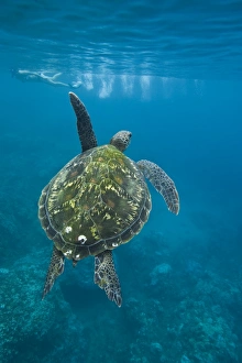 A snorkeler and a green sea turtle (Chelonia mydas) in the protected marine sanctuary at Honolua Bay on the northwest A snorkeler and a green sea turtle (Chelonia mydas) in the protected marine sanctuary at Honolua Bay on the northwest