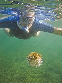 A snorkeler with a young balloonfish (Diodon holocanthus) A snorkeler with a young balloonfish (Diodon holocanthus)